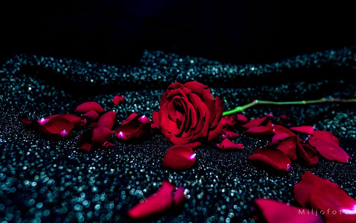 Rose med stilk - Blomster Rose med stilk - Blomster