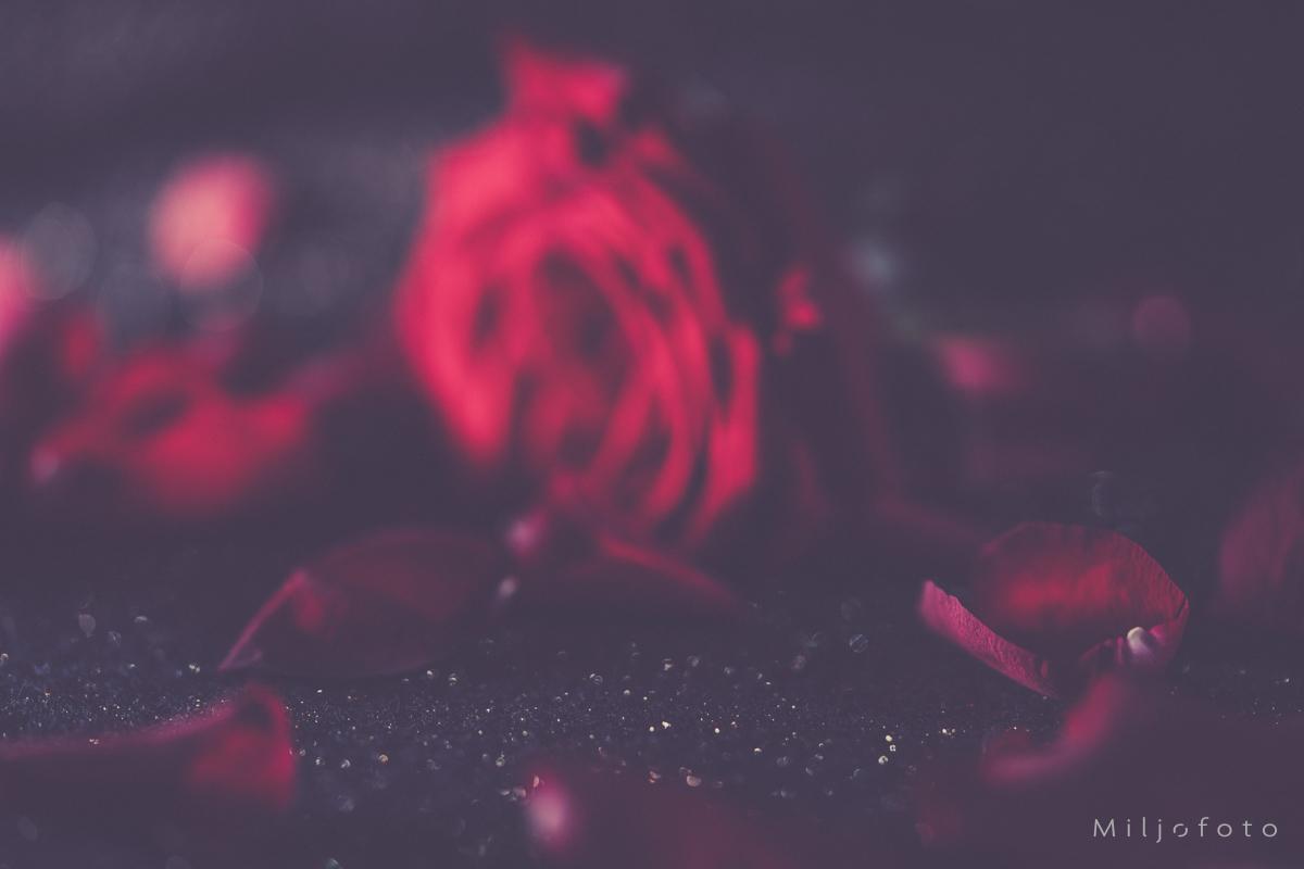 Bakgrunn - Blomster Bakgrunn - Blomster