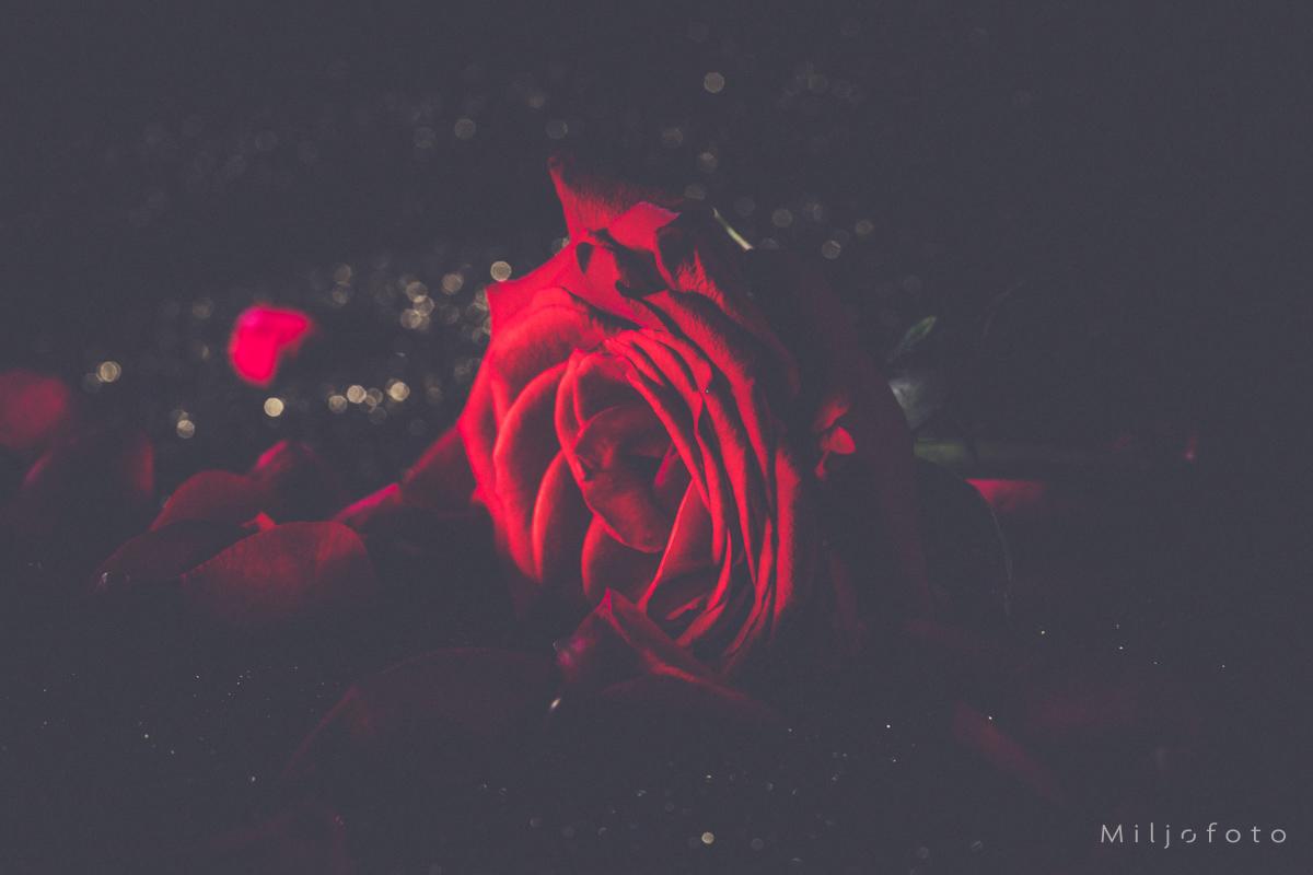 Dyp rød - Blomster Dyp rød - Blomster