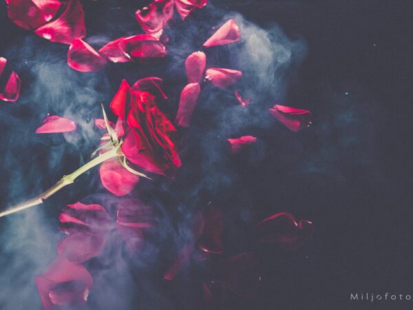 Rose og roseblader - Valentine