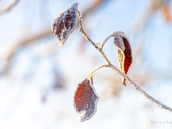 Fra høst til vinter