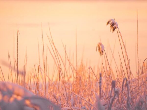 Vinter ved vannet