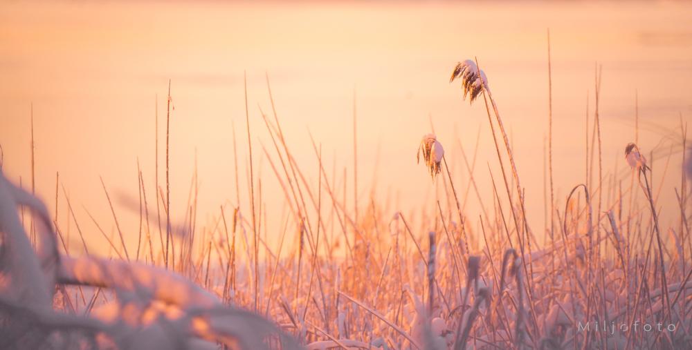 Vinter ved vannet Vinter ved vannet
