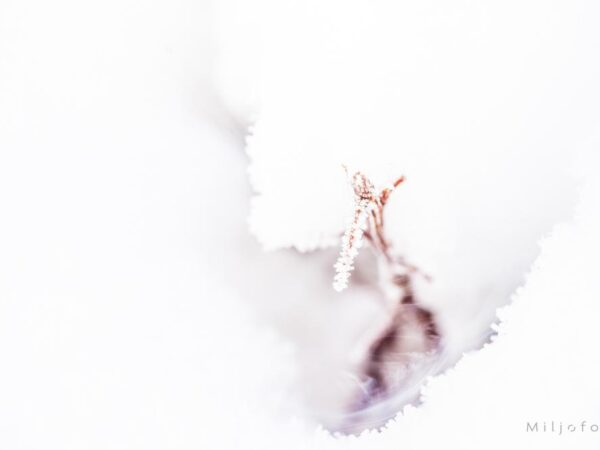 Kunst vinter
