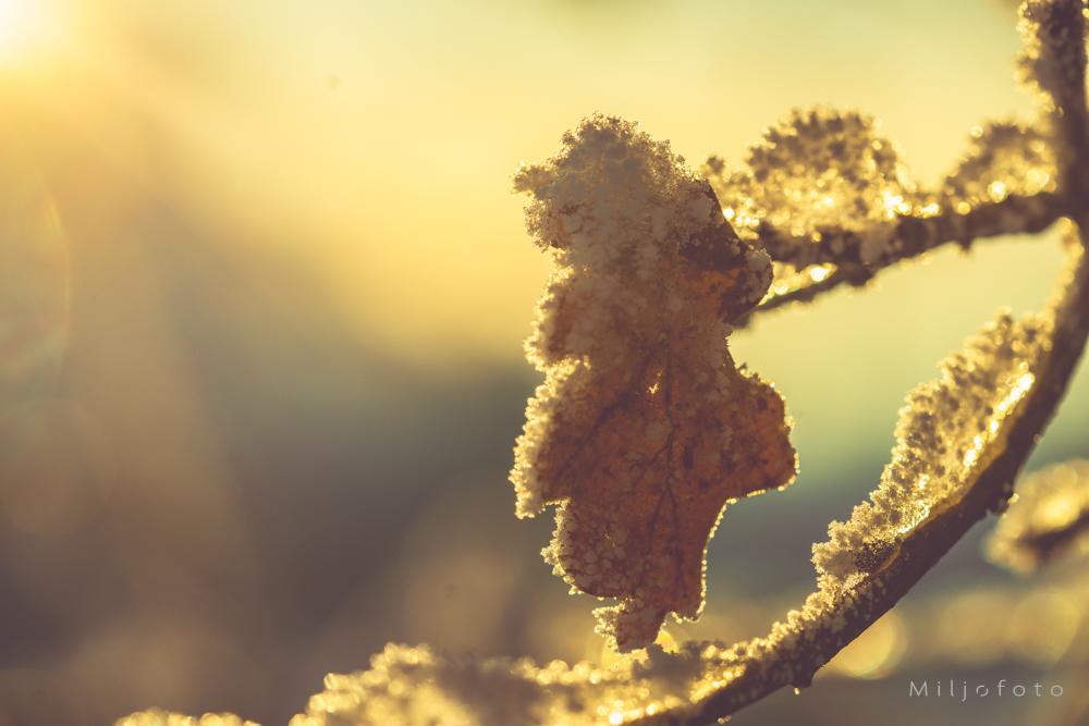 Lys i ny snø Lys i ny snø