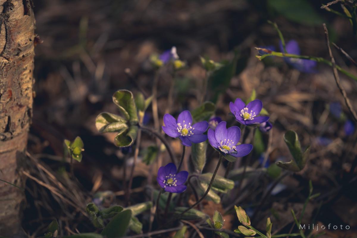 Blåveis i skogen Blåveis i skogen