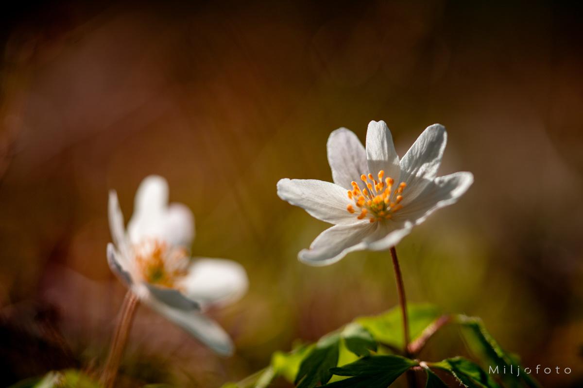 Hvitveis i skumring Hvitveis i skumring