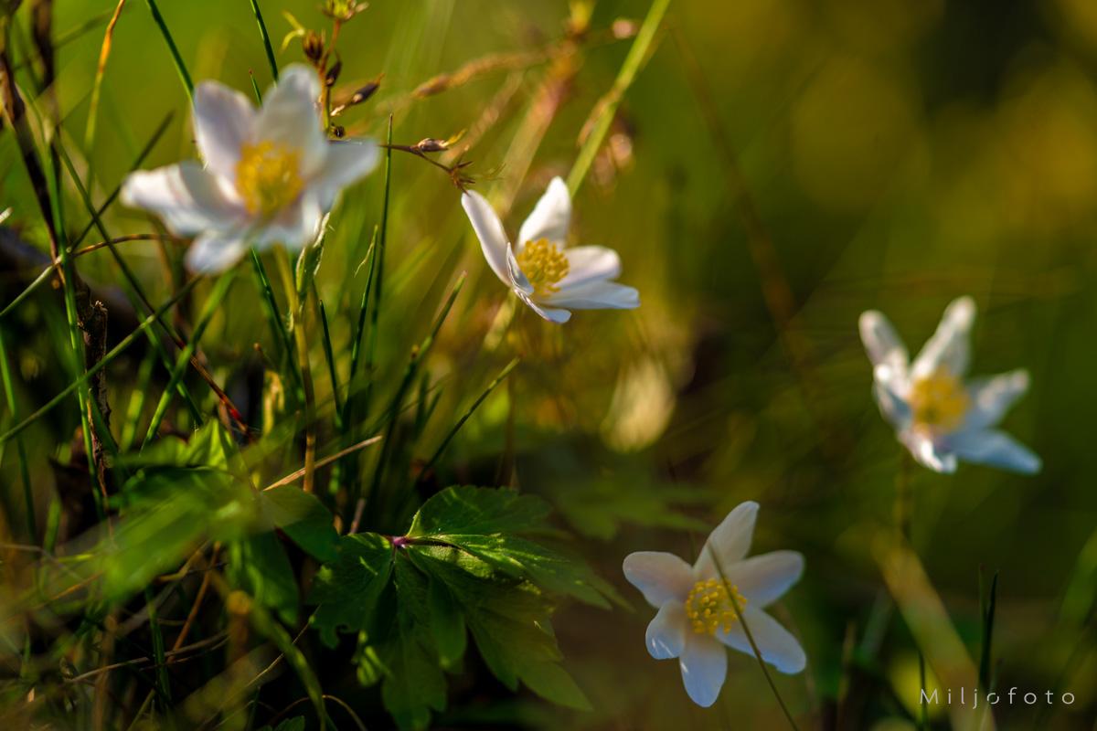 Hvitveis i skogen Hvitveis i skogen