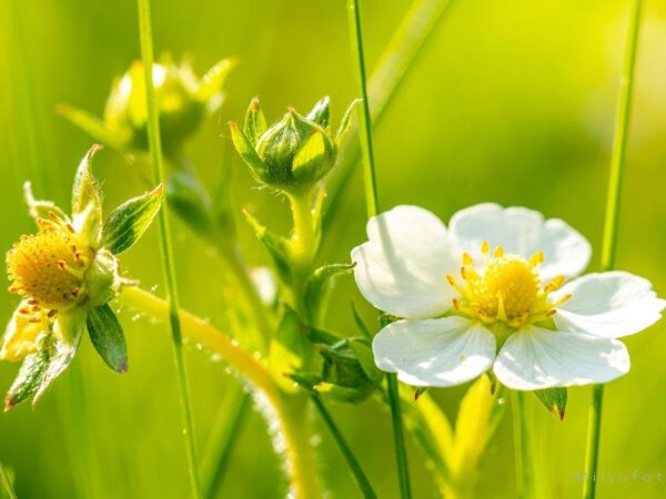 Jordbærblomst