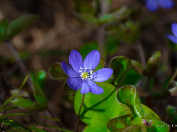Blåveis i det grønne