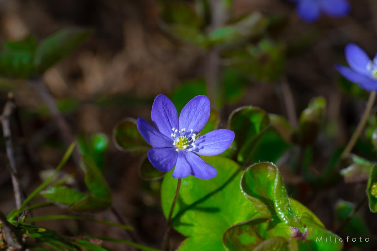 Blåveis i det grønne Blåveis i det grønne
