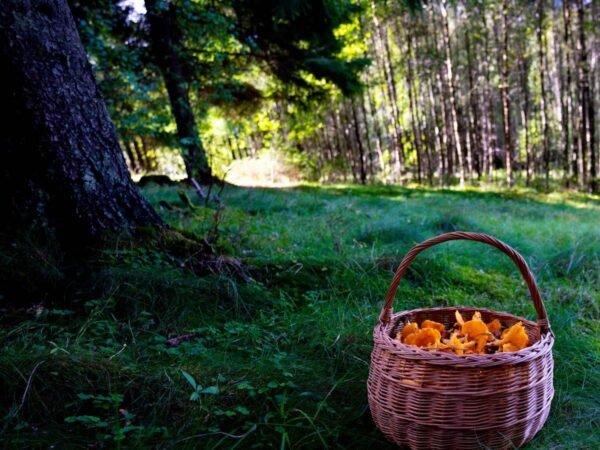 Sopptur i skogen
