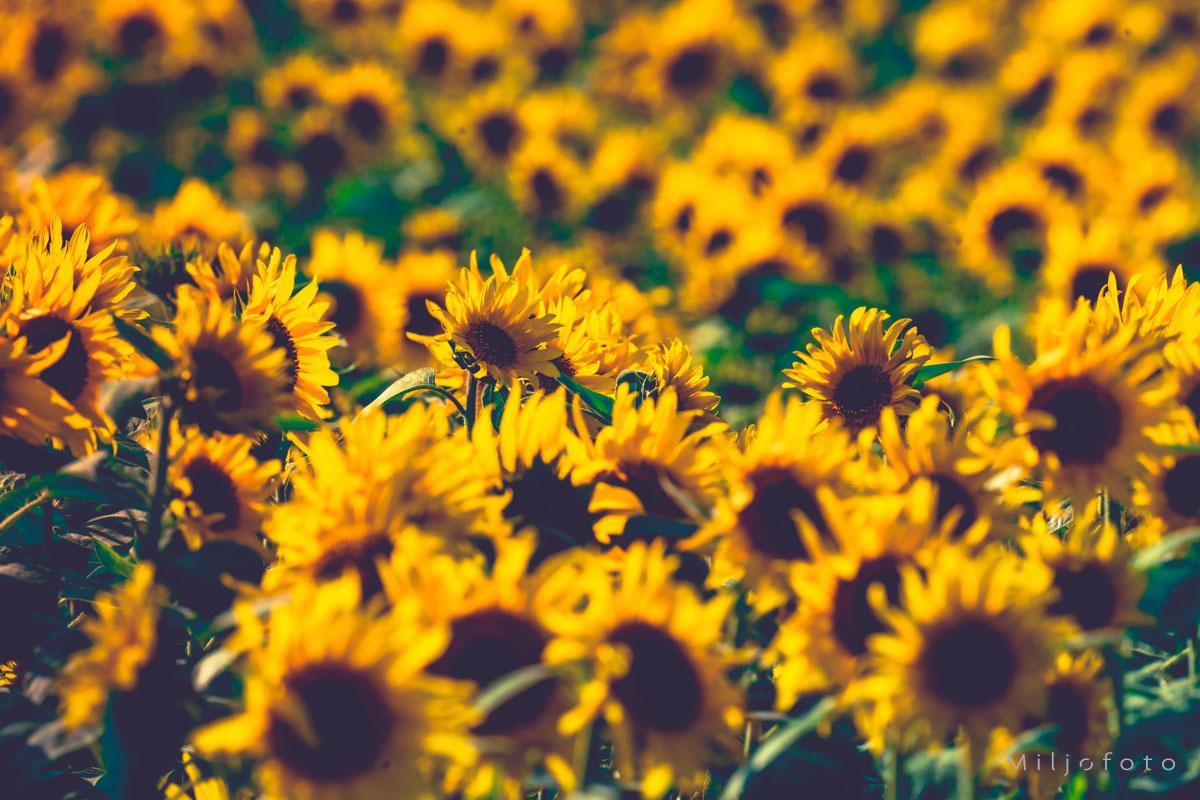 Selvplukk av solsikker Selvplukk av solsikker