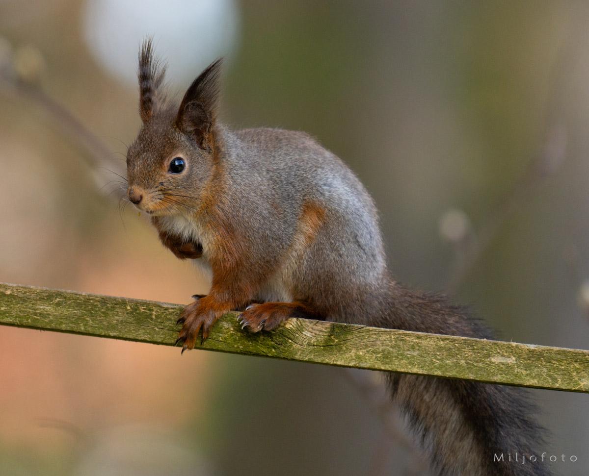 Ekorn på gjerde Ekorn på gjerde