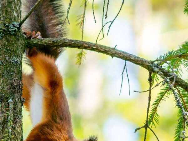 Ekorn i et tre