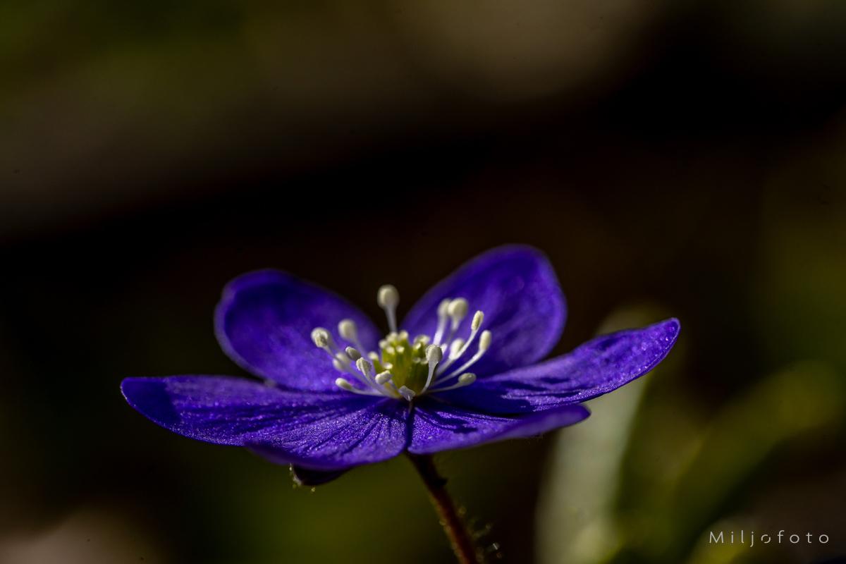 Blåveis 2 Blåveis 2