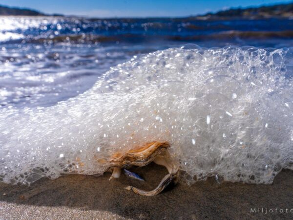 Pass opp for Østers