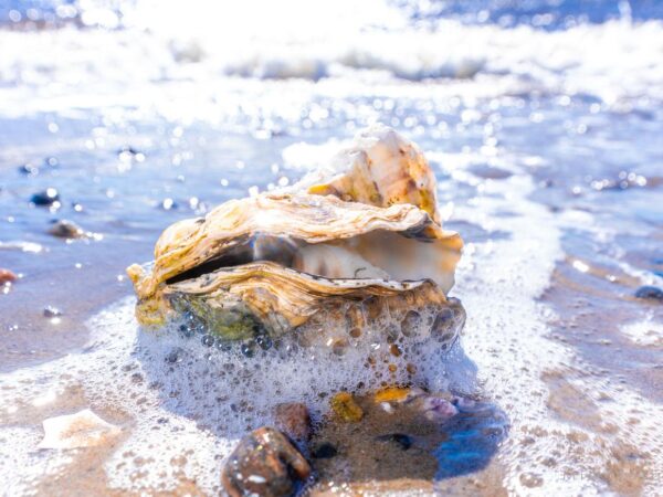 Østers langs kysten