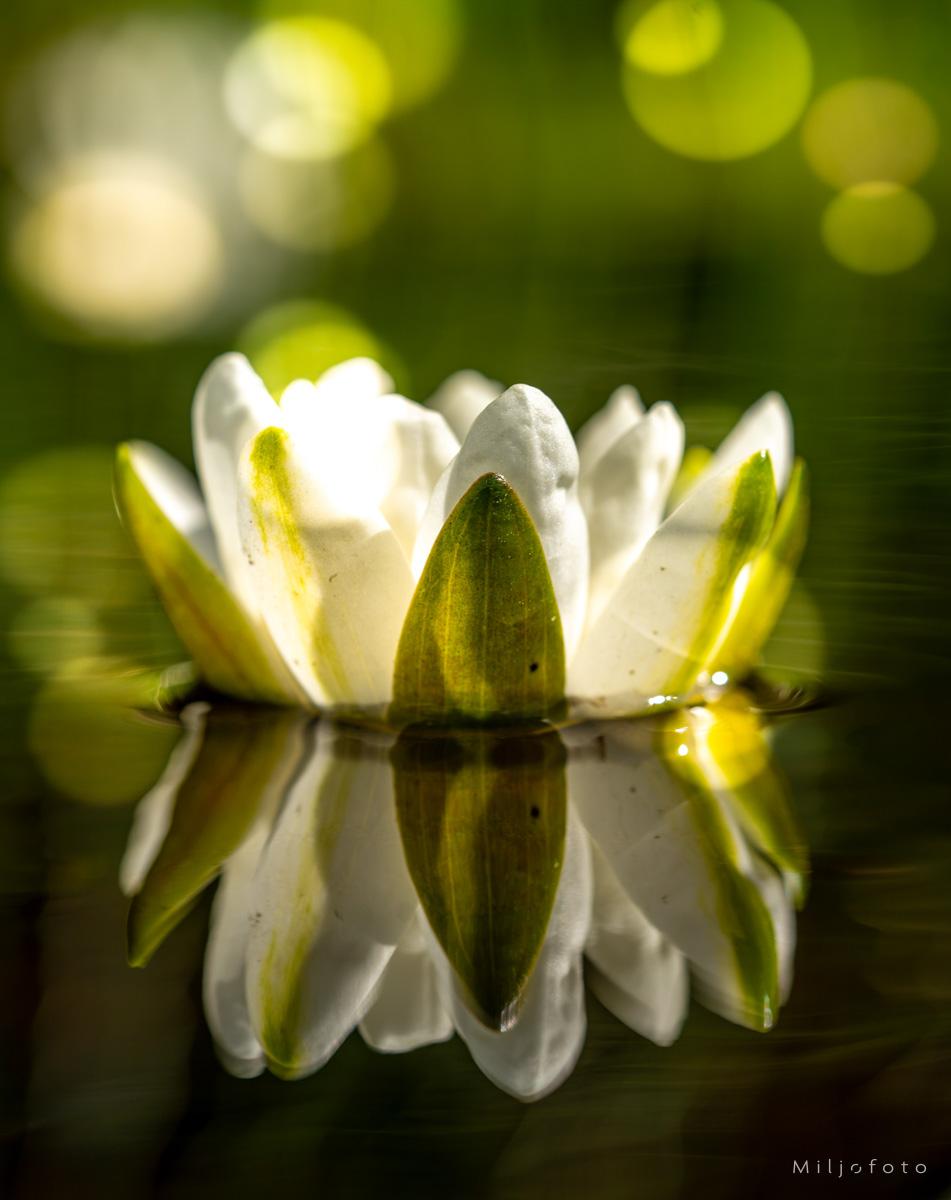 Vannlilje Vannlilje