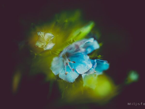 Abstrakt blomst