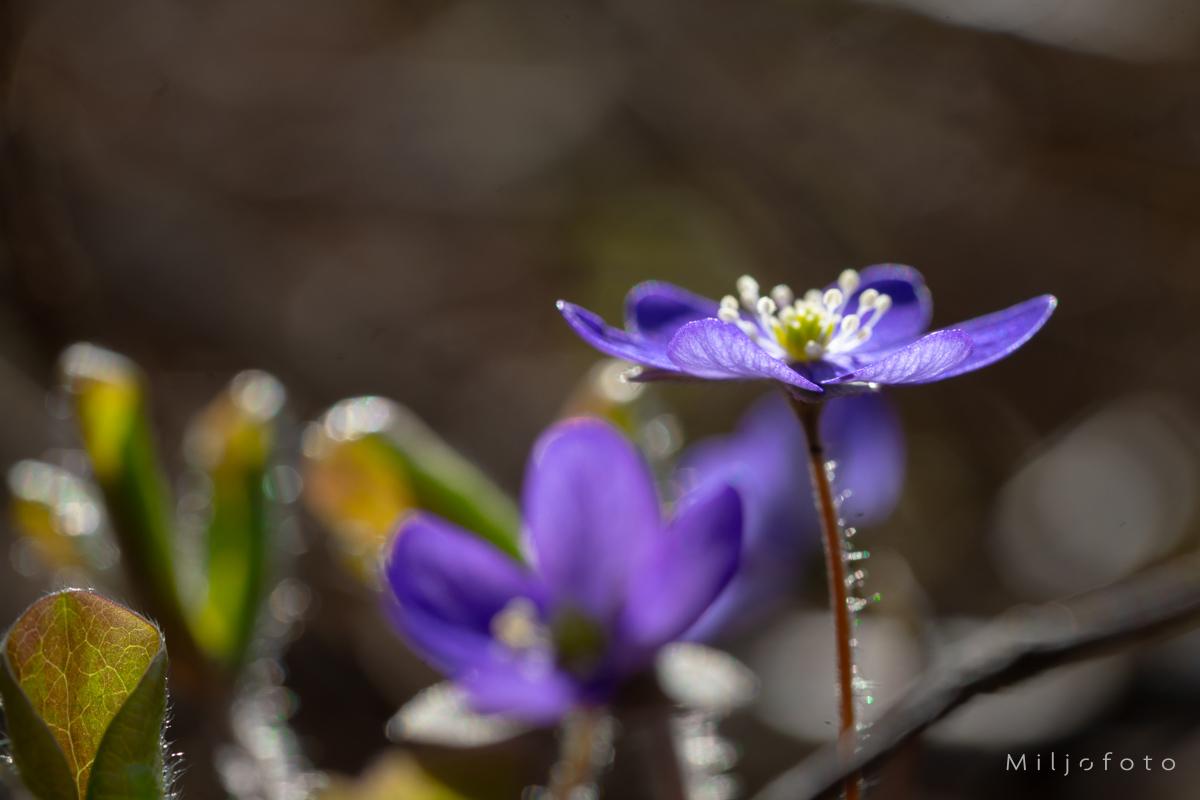 Blåveis i vårsol Blåveis i vårsol
