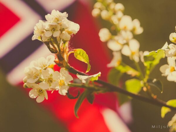 Blomst og norsk flagg