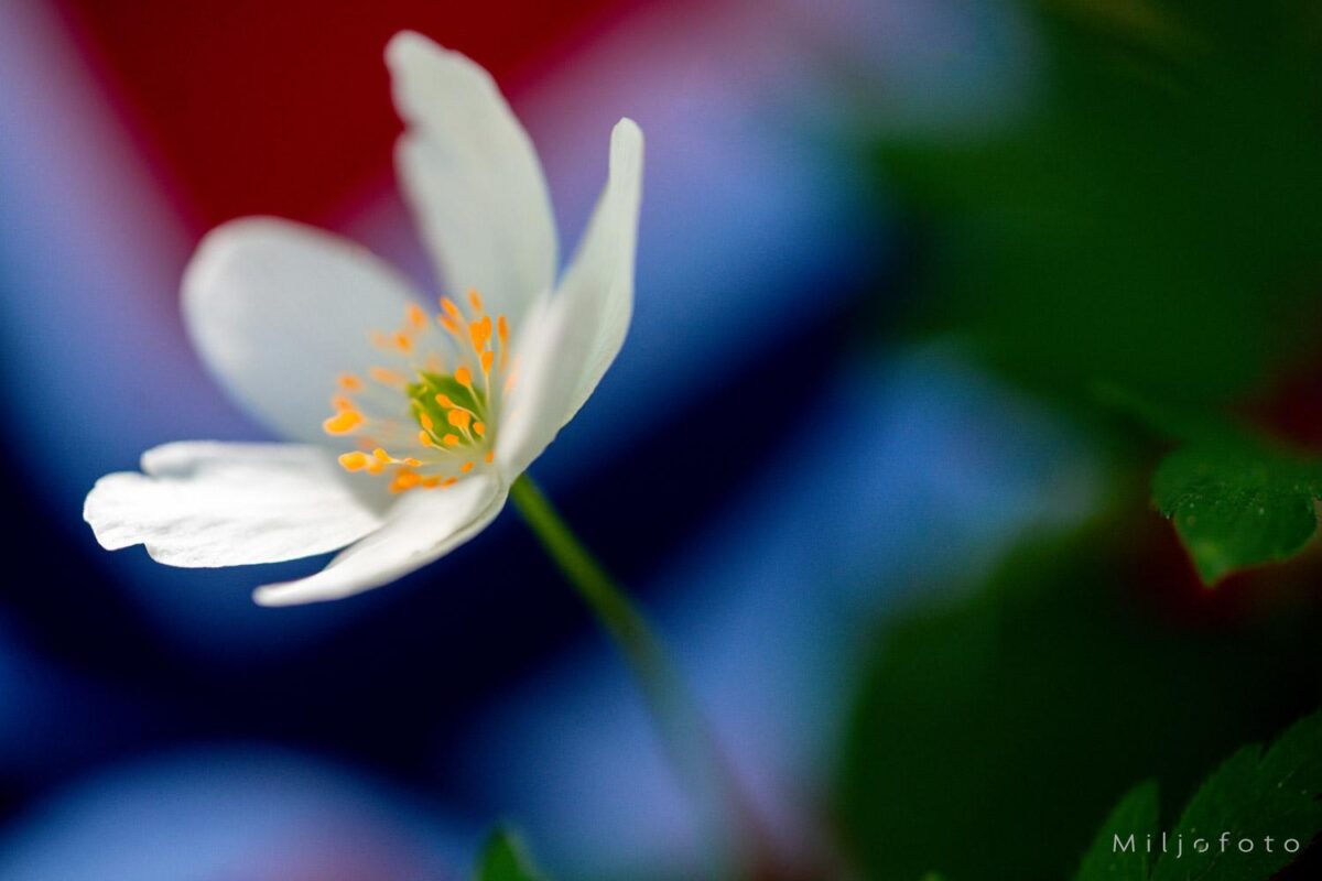 Hvitveis og flagg Hvitveis og flagg