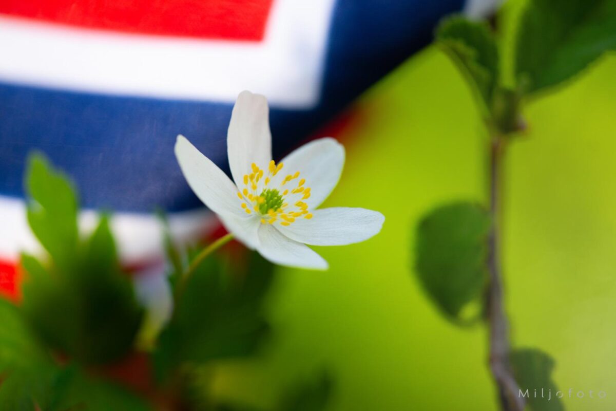 Flagg og hvitveis Flagg og hvitveis