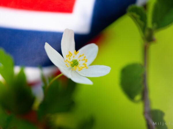 Flagg og hvitveis