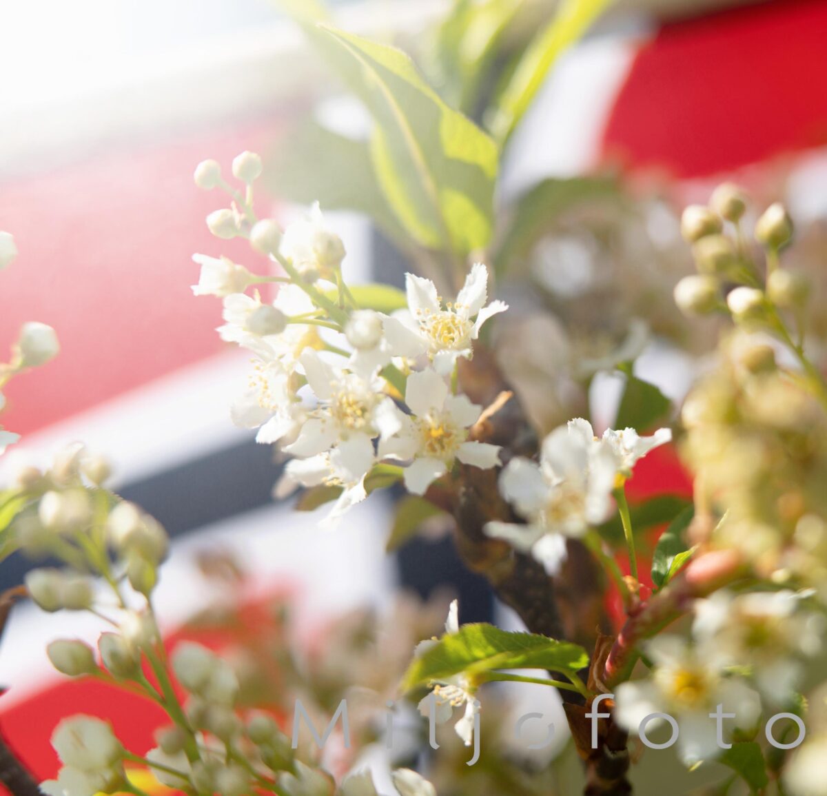 Blomstring og Norskflagg Blomstring og Norskflagg