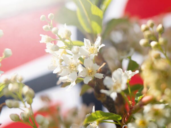 Blomstring og Norskflagg