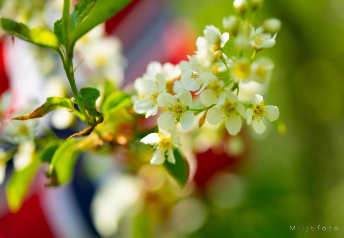 17.mai stemning 17.mai stemning