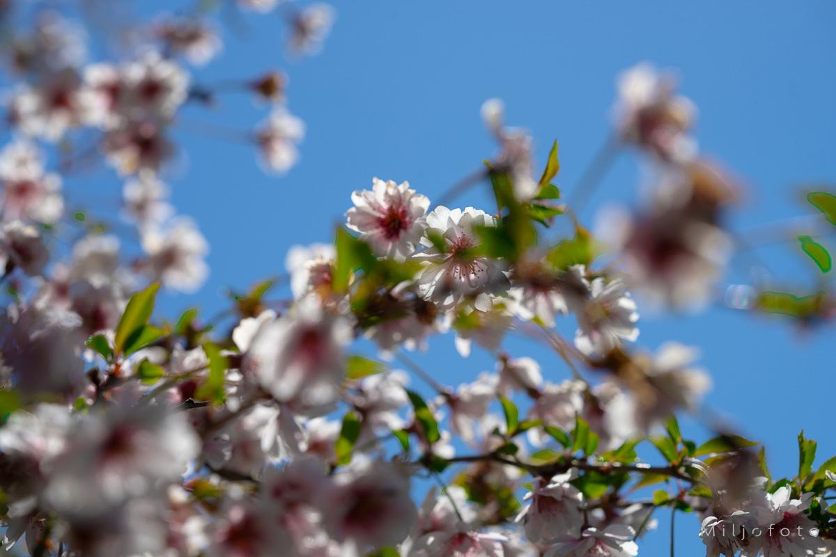 Blomstring (1) Blomstring (1)