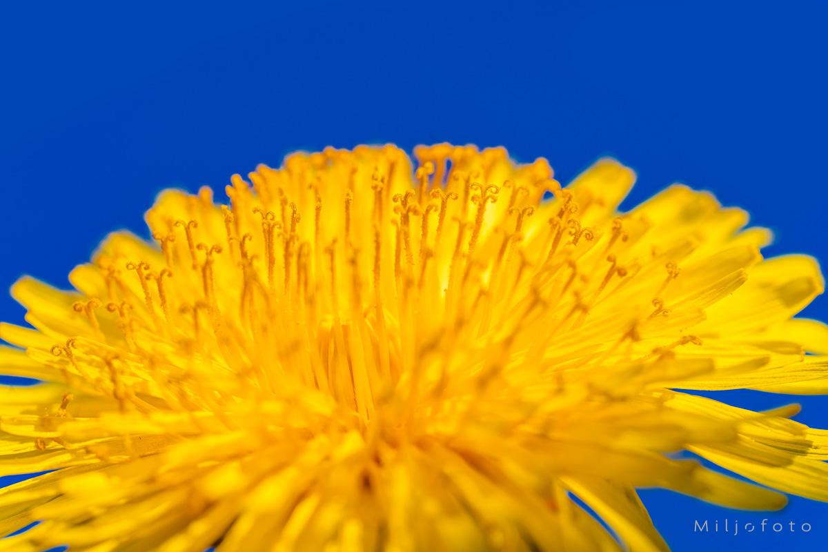 Blomstring (3)