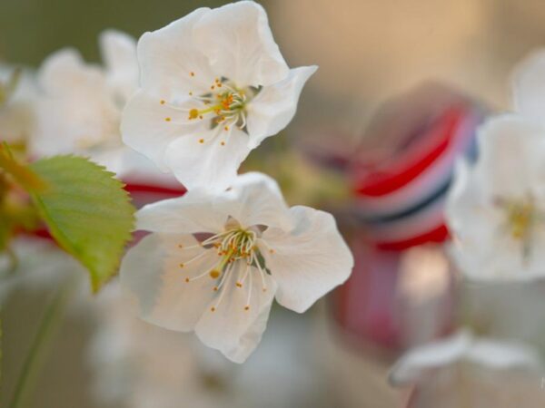 17.mai - Blomster