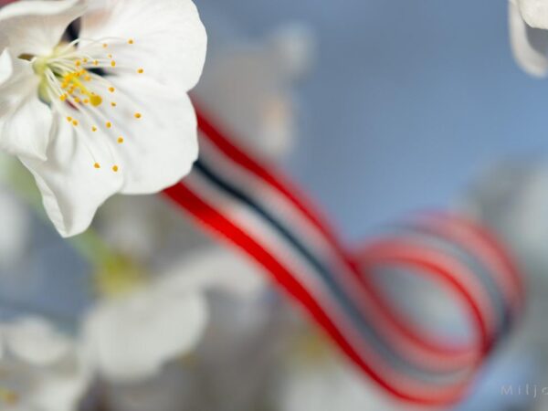 Blomstring - 17.mai