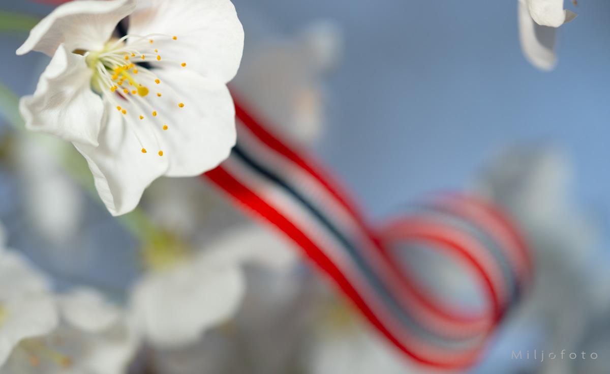 Blomstring - 17.mai Blomstring - 17.mai