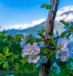Hardanger (10)