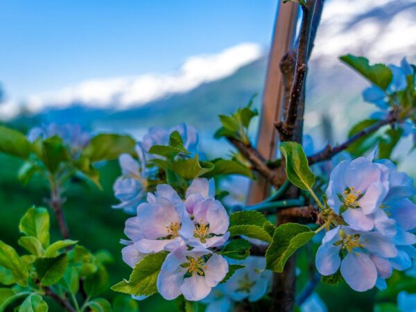 Hardanger (10)