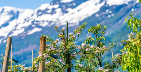 Hardanger (11)