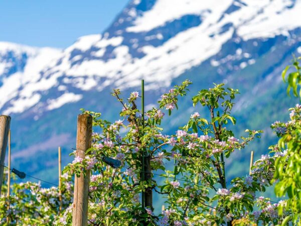 Hardanger (11)