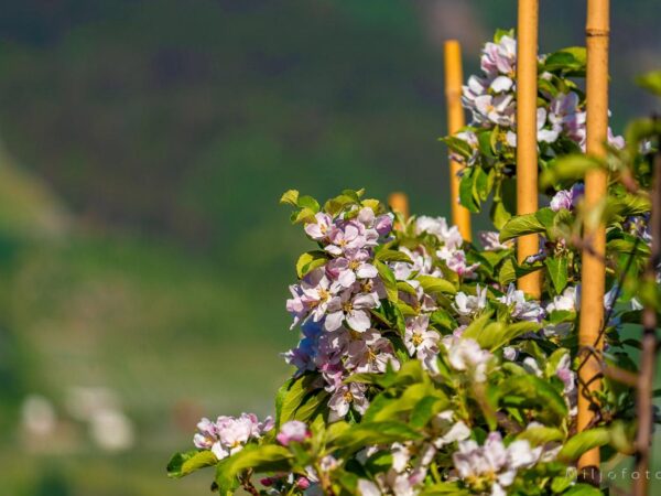 Hardanger (12)