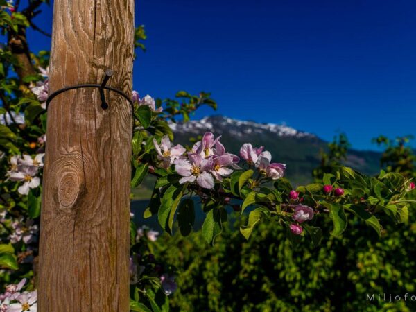 Hardanger (14)