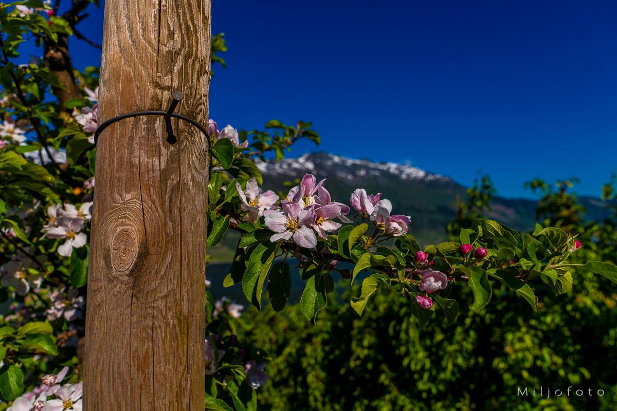 Hardanger (14)