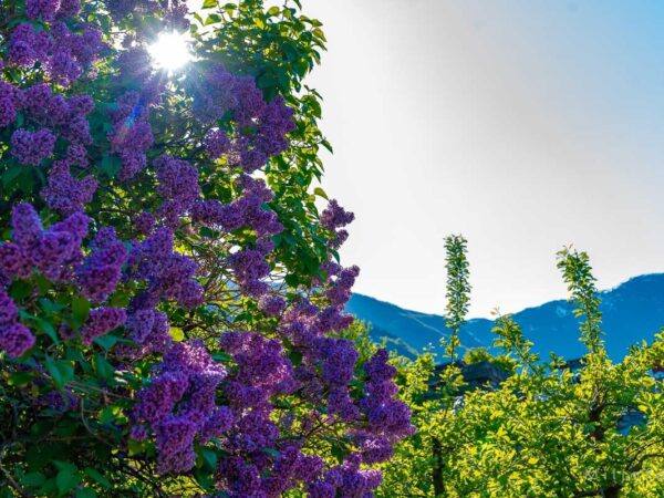 Hardanger (16)
