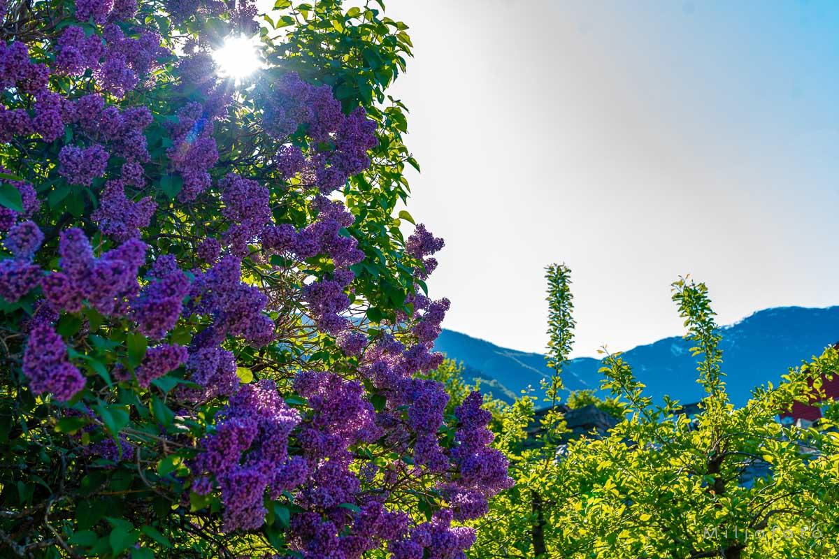 Hardanger (16)