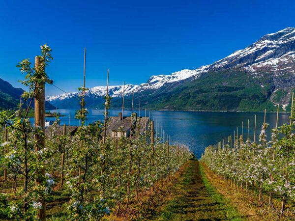 Hardanger (19)