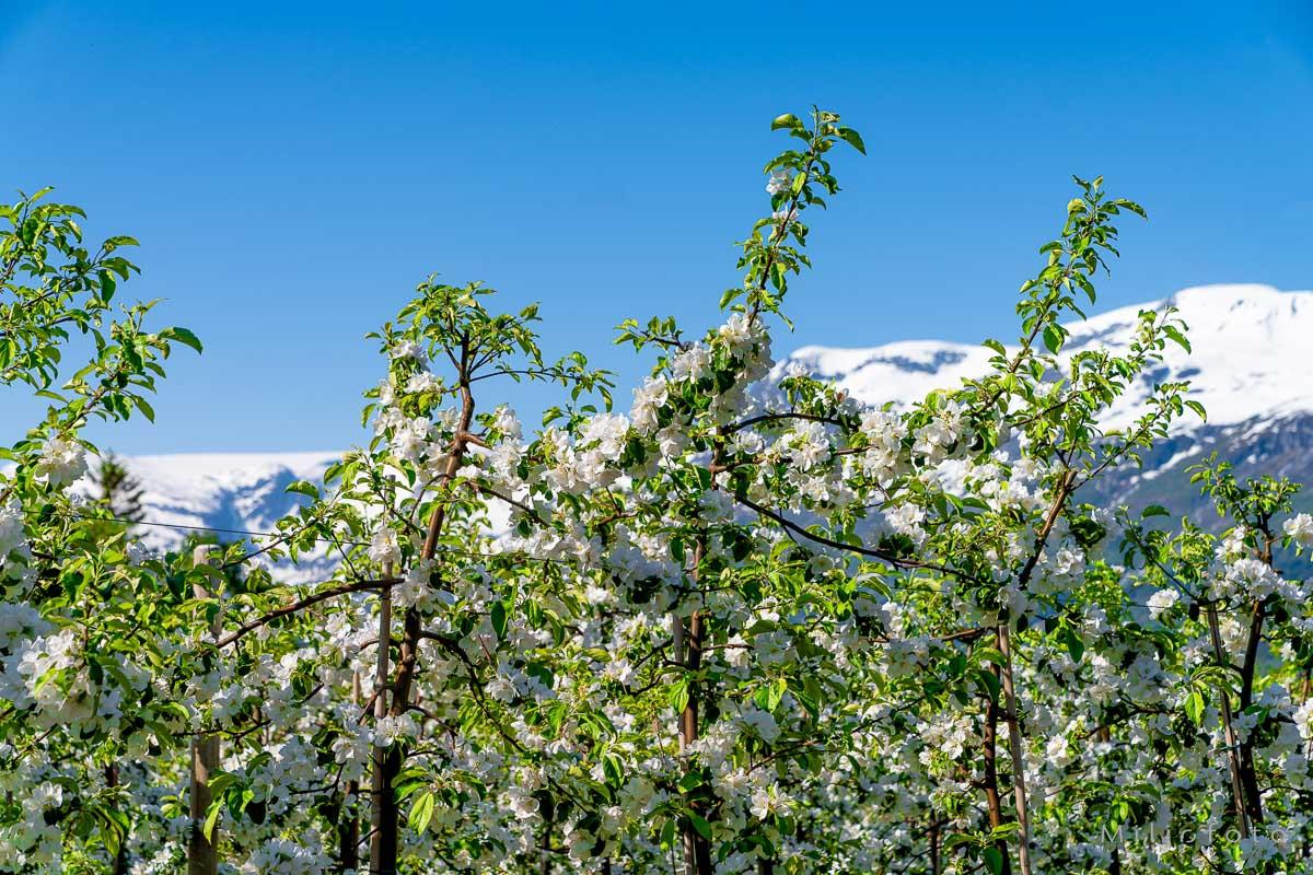 Hardanger (22)