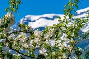 Hardanger (23)