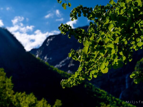 Hardanger (26)